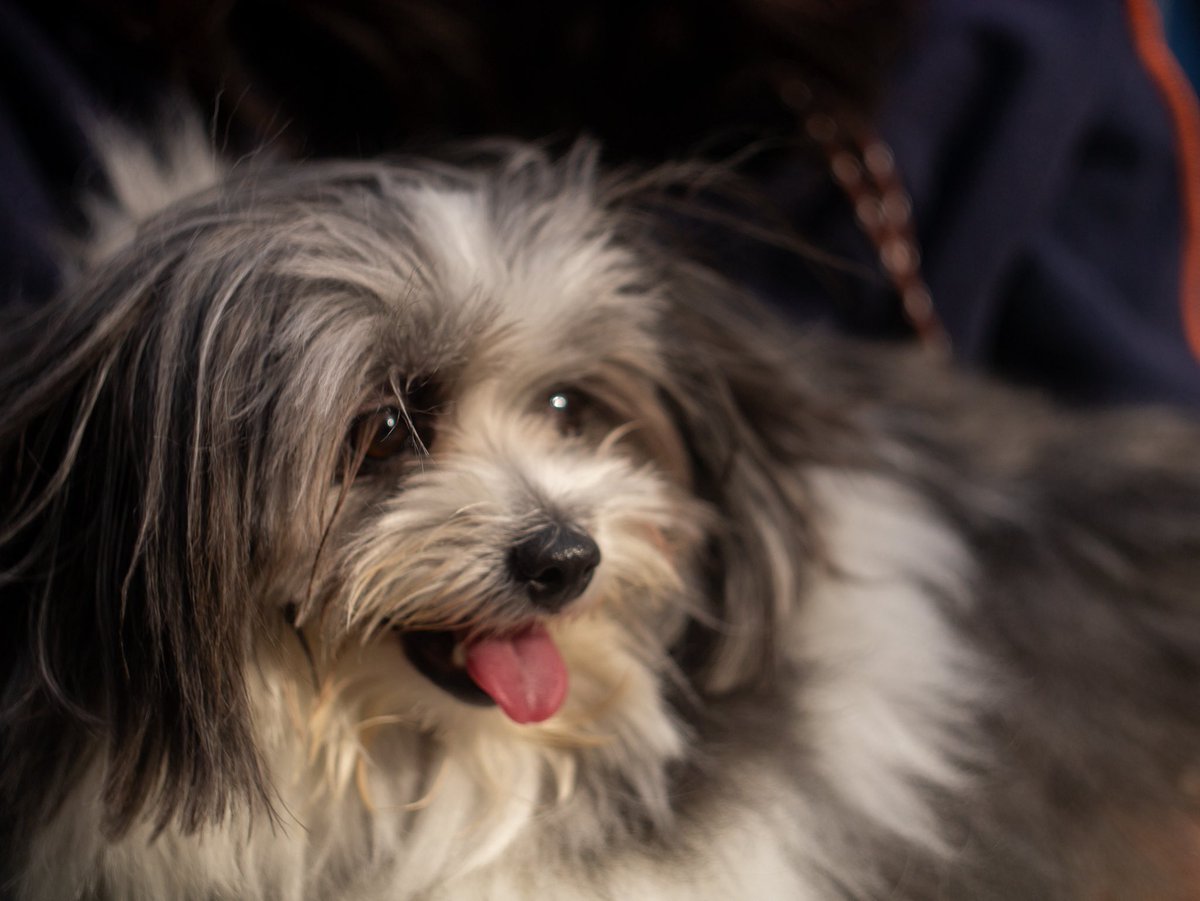 INU_them_all's tweet photo. lumix gx1
helios44-2 58mmf2
マルポメ https://t.co/VG8EvrXGNl
