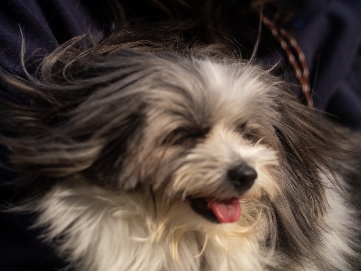 INU_them_all's tweet photo. lumix gx1
helios44-2 58mmf2
マルポメ https://t.co/VG8EvrXGNl