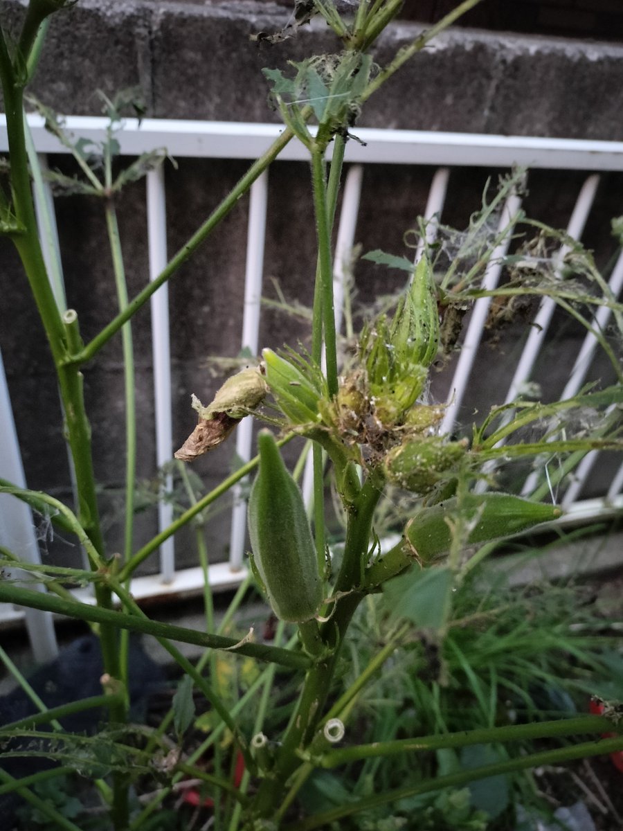 masamasa1's tweet photo. Good morning. It’s cloudy here in Takaishi. My Madagascar periwinkles are blooming more profusely again. It feels like the okra season is winding down, but they are still managing to produce some pods. #HomeGarden #MadagascarPeriwinkle #Okra https://t.co/QzCoxD51MG