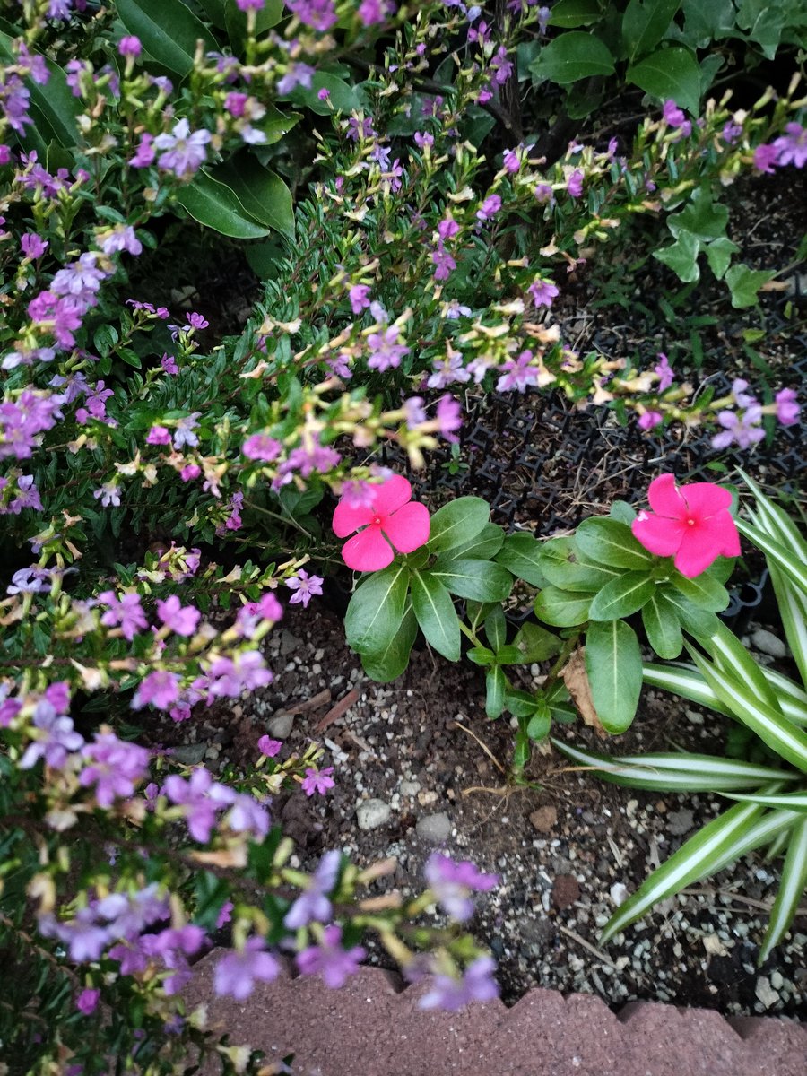 masamasa1's tweet photo. Good morning. It’s cloudy here in Takaishi. My Madagascar periwinkles are blooming more profusely again. It feels like the okra season is winding down, but they are still managing to produce some pods. #HomeGarden #MadagascarPeriwinkle #Okra https://t.co/QzCoxD51MG