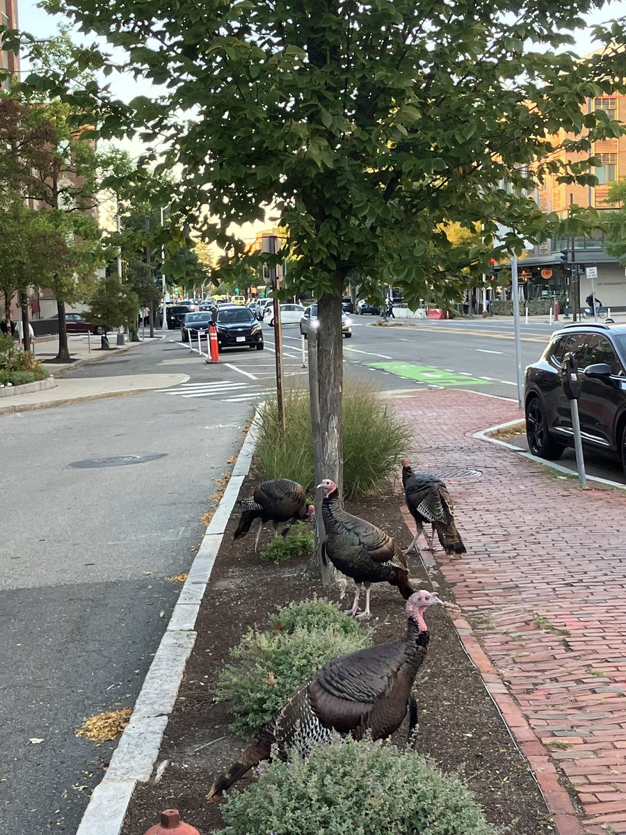NMoerke's tweet photo. Just some wild turkeys hanging out in Cambridge. https://t.co/6RNdeyhIU6