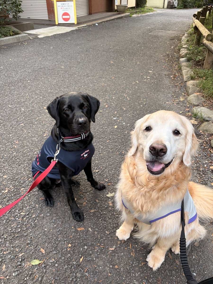 cooper62316's tweet photo. 仲良しのお友達と会えたよ🐕🐕‍🦺 https://t.co/0oxCQj7tsv