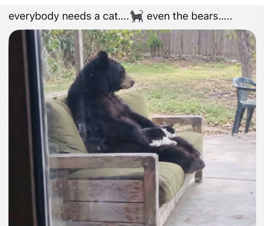 DaddyisBest's tweet photo. Bears have become an enlightened species... https://t.co/6Fbvyozj6E