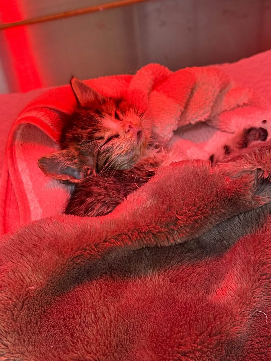 Alisadamz's tweet photo. Please do a REPOST🙏

The animals in the shelter are animals that we saved, but most people have forgotten about us.

But these animals are still in my hands🙏
It is very difficult for me to hold 432🦮

The animals live to your help🙏 donate below 👇 

https://t.co/5vHdwZB8VE https://t.co/pfCbBlf5bQ