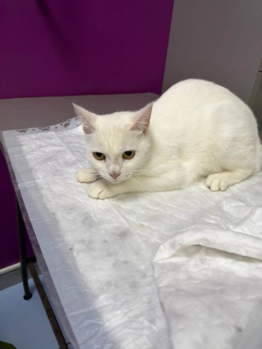 Alisadamz's tweet photo. Please do a REPOST🙏

The animals in the shelter are animals that we saved, but most people have forgotten about us.

But these animals are still in my hands🙏
It is very difficult for me to hold 432🦮

The animals live to your help🙏 donate below 👇 

https://t.co/5vHdwZB8VE https://t.co/pfCbBlf5bQ