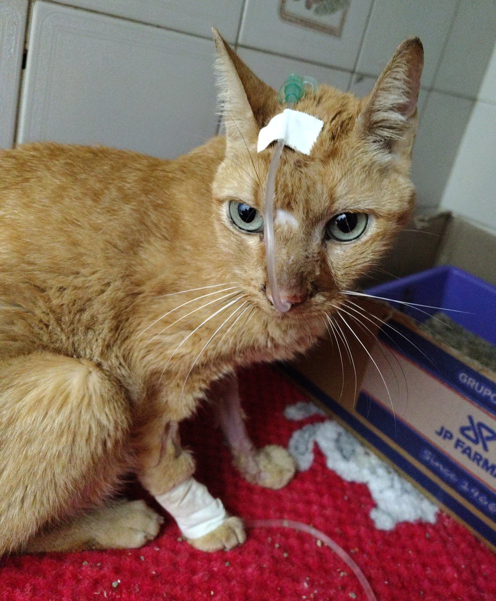 Ajudagatinhoste's tweet photo. Tenho um gato DRC e uma dívida gigante de veterinário nos cartões. Tenho muitos gastos com ele e não tenho como dar conta, preciso MUITO de ajuda pra que não falte pras necessidades dele (uso os cartões pra isso) 🥺

Quem puder, ajude com QUALQUER VALOR: 
🔑 ajudastefan@gmail.com https://t.co/NW2UTId9Mi