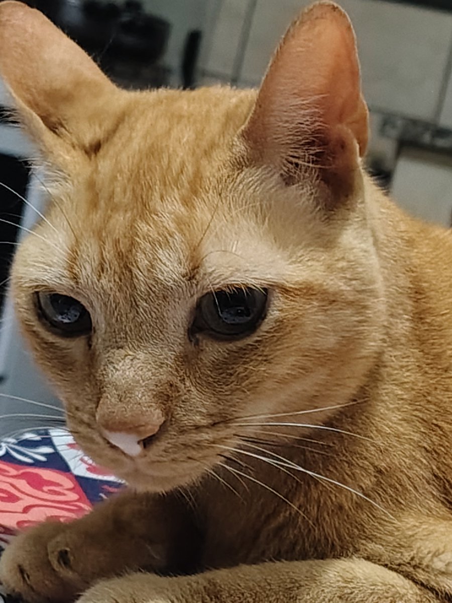 Ajudagatinhoste's tweet photo. Tenho um gato DRC e uma dívida gigante de veterinário nos cartões. Tenho muitos gastos com ele e não tenho como dar conta, preciso MUITO de ajuda pra que não falte pras necessidades dele (uso os cartões pra isso) 🥺

Quem puder, ajude com QUALQUER VALOR: 
🔑 ajudastefan@gmail.com https://t.co/NW2UTId9Mi