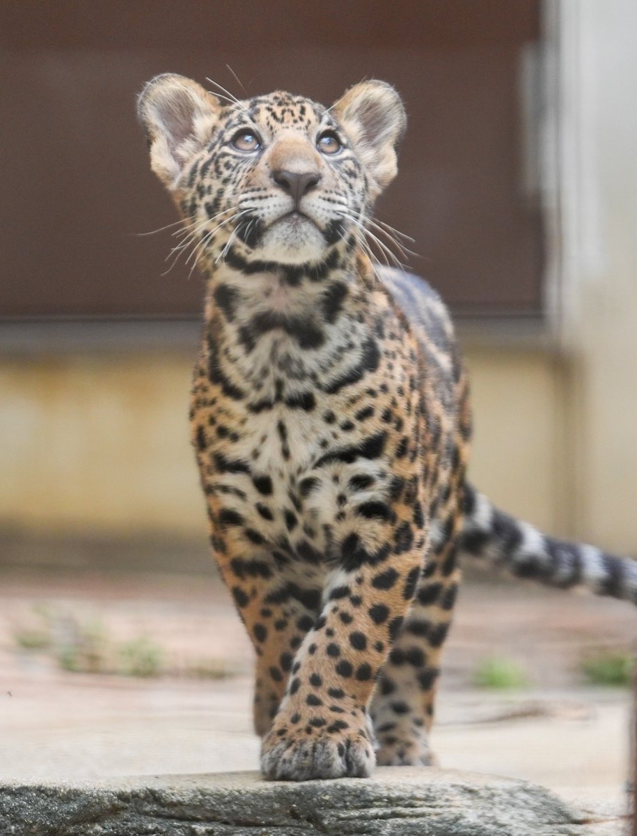 yoshi_s05's tweet photo. 砥黄ちゃん美人さんになるなー
#ジャガー #とべ動物園 https://t.co/tSmtF3VE1u