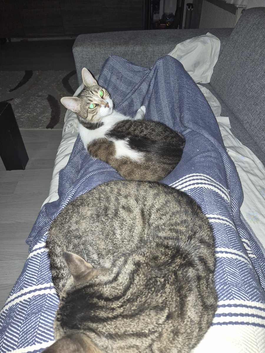aktsglerkn's tweet photo. Yarın Adana her ayak iki kedi tahminim ektedir
#keko #şirin https://t.co/KDv5ETf0lH