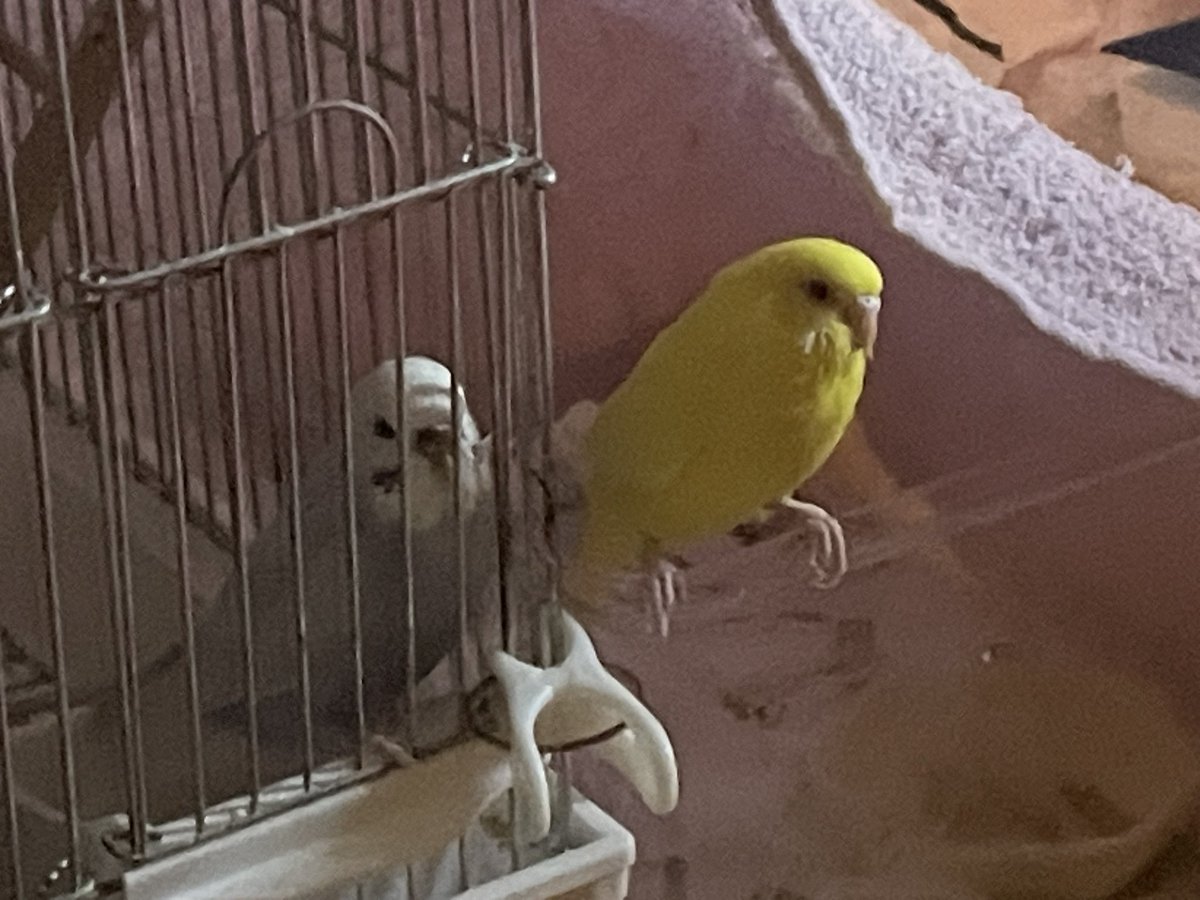 mamineko29's tweet photo. ポポリア🐥 https://t.co/HVH7JCJ9rp
