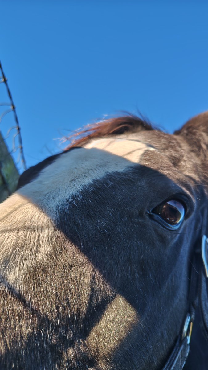 horse1stud's tweet photo. 晴天☀️.°
でも寒い🌬 https://t.co/FuzYMSgmEX