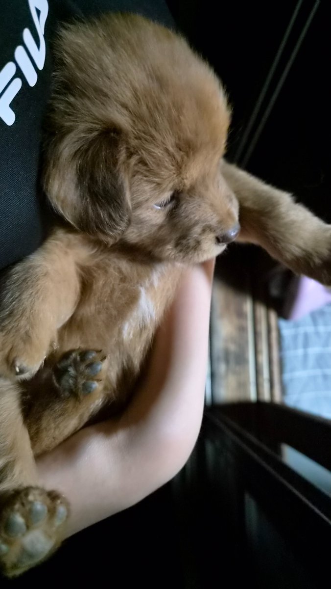 agoegole's tweet photo. 진짜 골든리트리버같아서 푸하하 웃게되내 (시고르자브종입니다) https://t.co/l1bNIWUXzQ