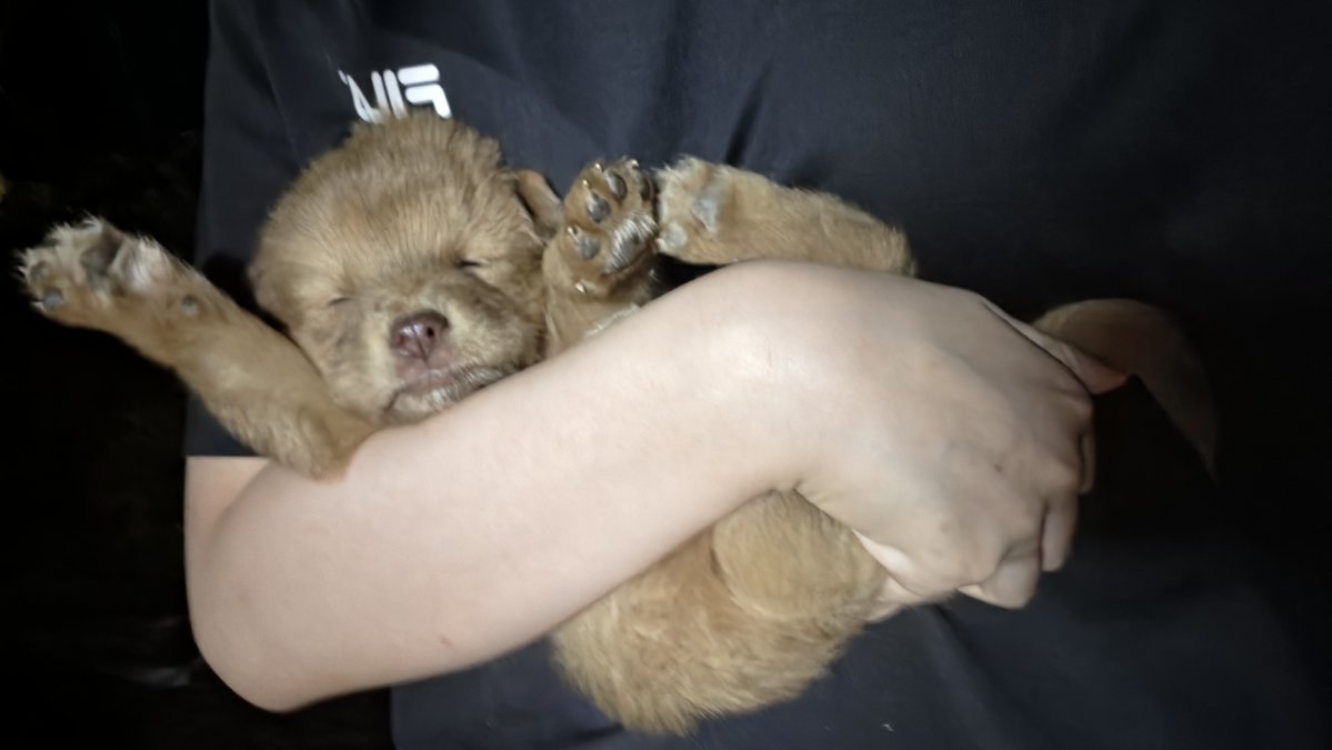 agoegole's tweet photo. 진짜 골든리트리버같아서 푸하하 웃게되내 (시고르자브종입니다) https://t.co/l1bNIWUXzQ