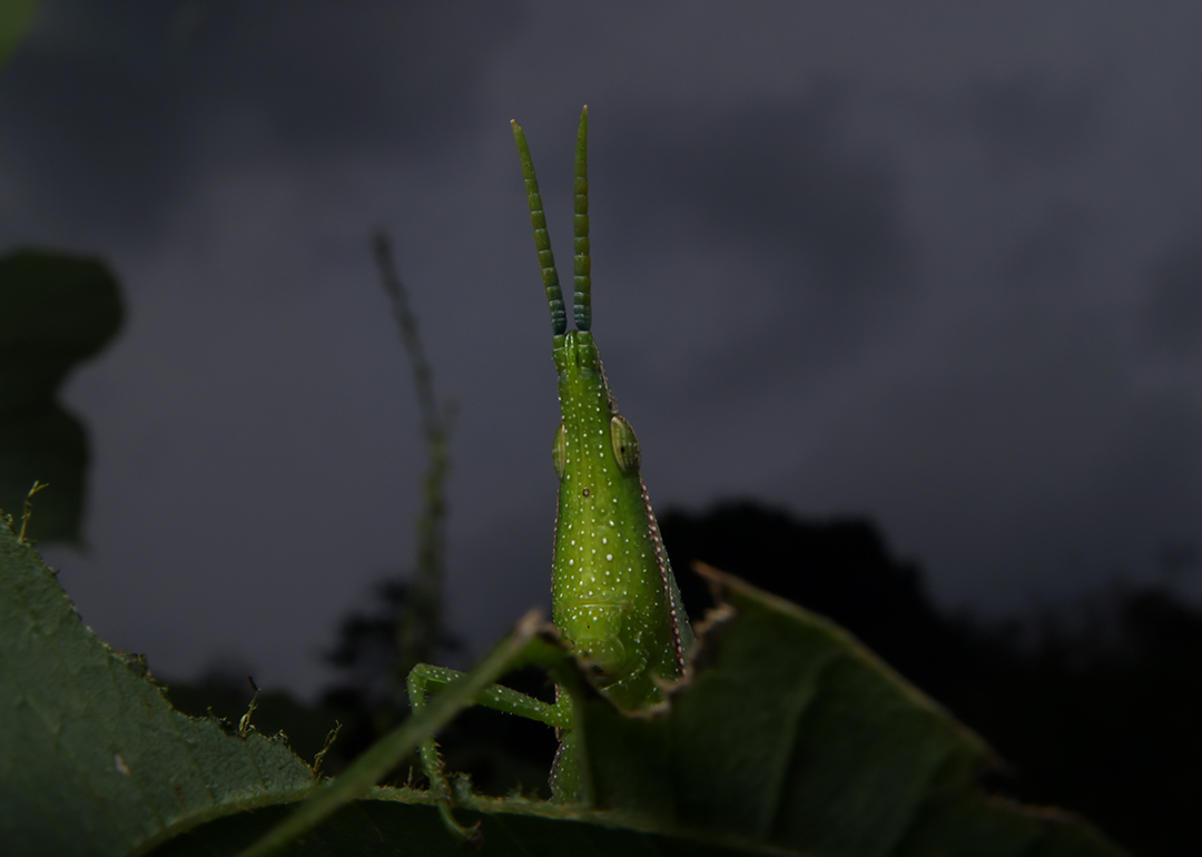 kinebuchifoto's tweet photo. 10月のバッタ
#広角マクロ #Macro_2cm #InsectPhotography
#WideAngleMacro #ExtremeMacro #F22 #DOF
#Macro_Insects #Macro_Perfection https://t.co/Benz102ciZ