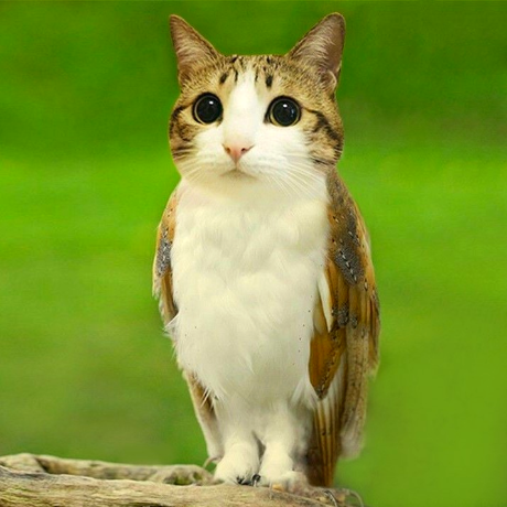 meowl_cto's tweet photo. Fun fact:
The original Meowl cat is called Melonpi瓜皮 which translates to "watermelon rind". Named after her round face and black stripes. The image was created in 2013 by weibo user zhumaokele. Melonpi was roughly 2 years old in the photo. As of today, she turned 17 years old on March 27th this year.