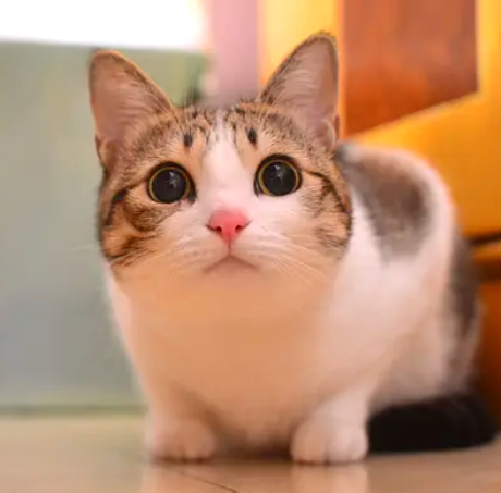 meowl_cto's tweet photo. Fun fact:
The original Meowl cat is called Melonpi瓜皮 which translates to "watermelon rind". Named after her round face and black stripes. The image was created in 2013 by weibo user zhumaokele. Melonpi was roughly 2 years old in the photo. As of today, she turned 17 years old on March 27th this year.