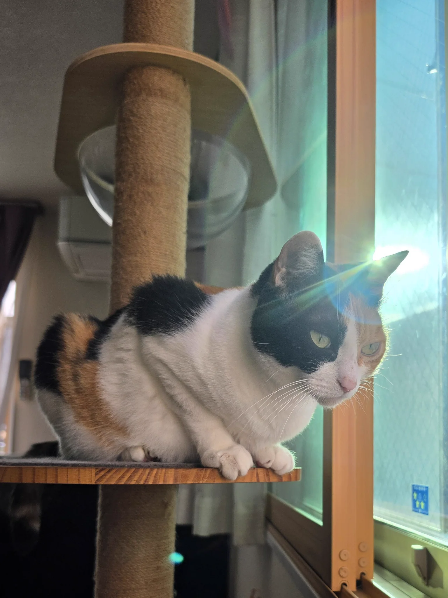 ❤️キラ❤️です。 神楽🐾 on X: 