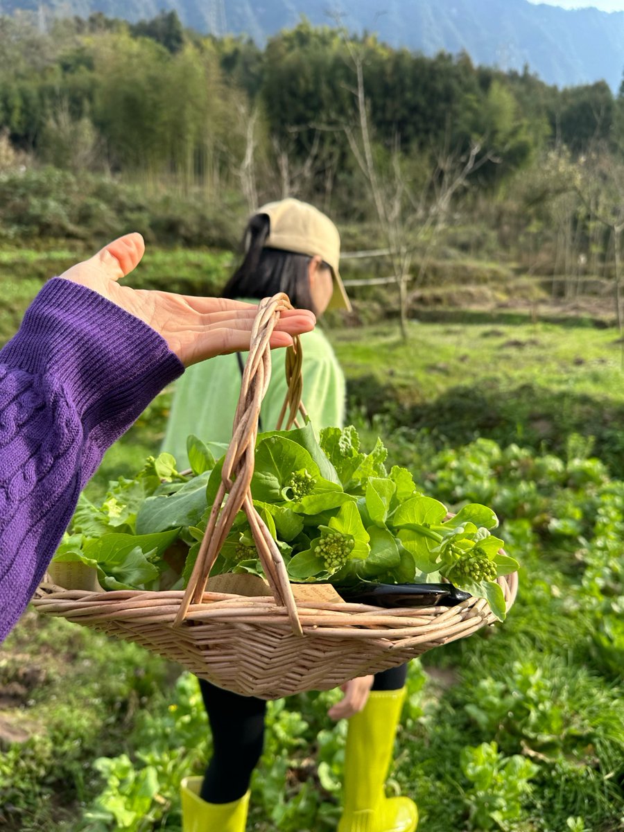rober_frein_99's tweet photo. [I'll pick, taste and water these fresh greens for dinner!]， https://t.co/4iaOGxSKpS