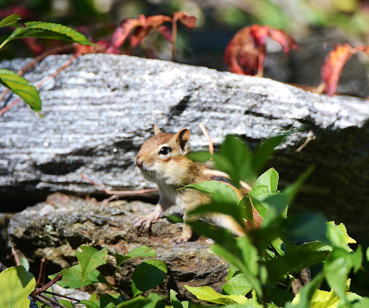 Spctrm72's tweet photo. This cute chipmunk stopped by for a photo op. https://t.co/lbHPSOBsAb