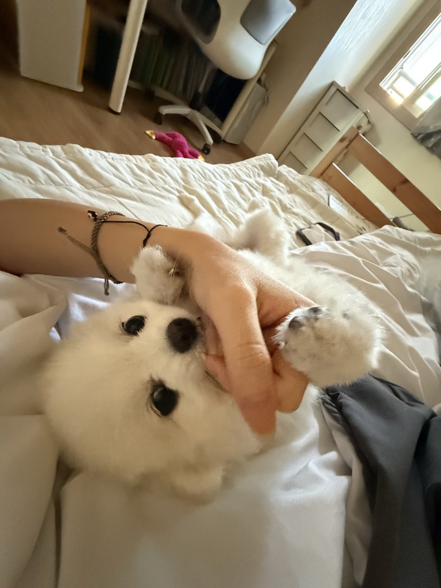 LUNA07575748's tweet photo. 어제 약 잔뜩 먹고 8시부터 지금까지 기절했는제 개가 날 깨움 사실 안 일어났는데 이쌔끼가 충전기선을 처먹어서 일어날수밖에없었슨 씻고 독재가야지.. https://t.co/ps5YdUpail