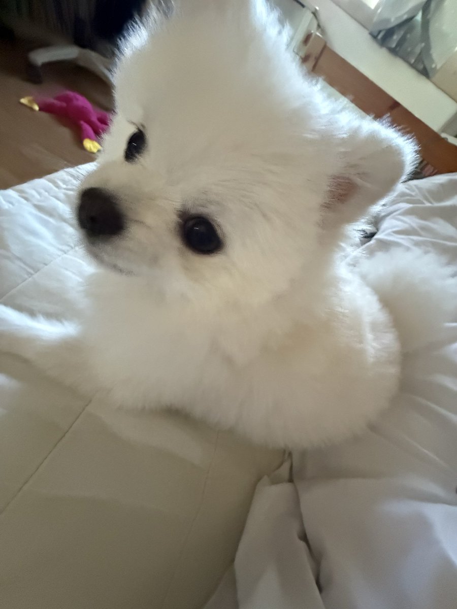 LUNA07575748's tweet photo. 어제 약 잔뜩 먹고 8시부터 지금까지 기절했는제 개가 날 깨움 사실 안 일어났는데 이쌔끼가 충전기선을 처먹어서 일어날수밖에없었슨 씻고 독재가야지.. https://t.co/ps5YdUpail