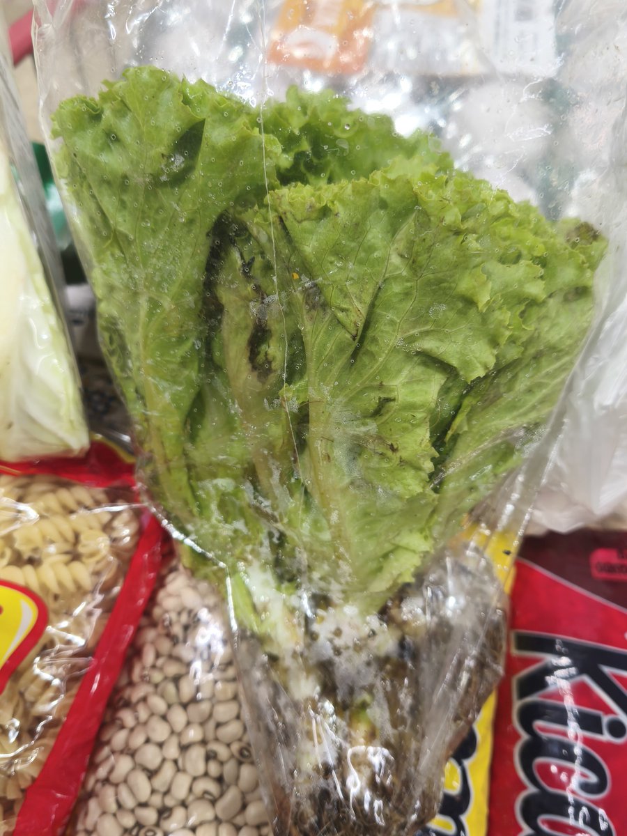 VihEditing's tweet photo. Gente, me peguei falando com uma alface no mercado, não essa a outra.

Eu "Mana tu tá feia em " 

A alface " Ah tu também tá "

Eu " É eu sei, vou levar outra " https://t.co/pp7WHAfpWA