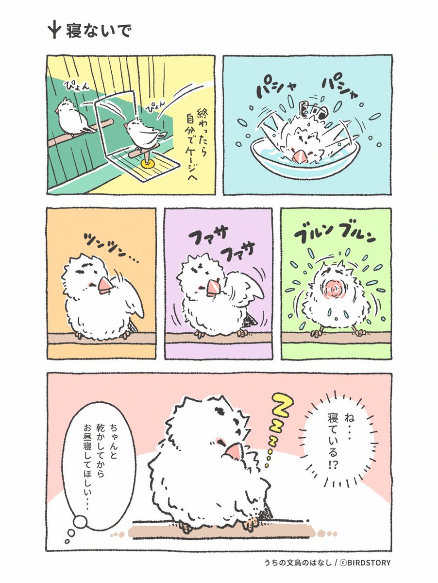 Birdstory_pic's tweet photo. 水浴び後はブルブル頑張って乾かすけど、途中でお昼寝を挟むことが💤

風邪ひいちゃうからちゃんと乾かしてから寝て〜！
とハラハラ見守る飼い主です。

#BIRDSTORY #うちの文鳥のはなし #漫画が読めるハッシュタグ https://t.co/xM5uR9IVyK