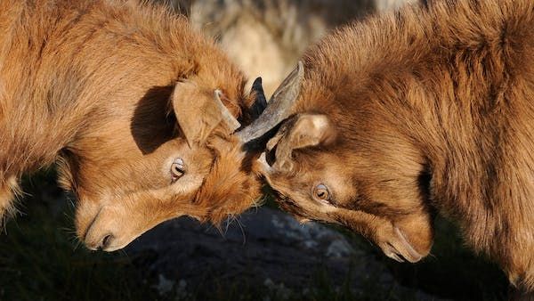 DTNEtiquette's tweet photo. I recommend showing your verbal presence, civility, and collaborative spirit rather than locking horns...works for me! ~ #DTN #Collaboration #SelfRegulation #Civility https://t.co/SP2bVxvuBZ