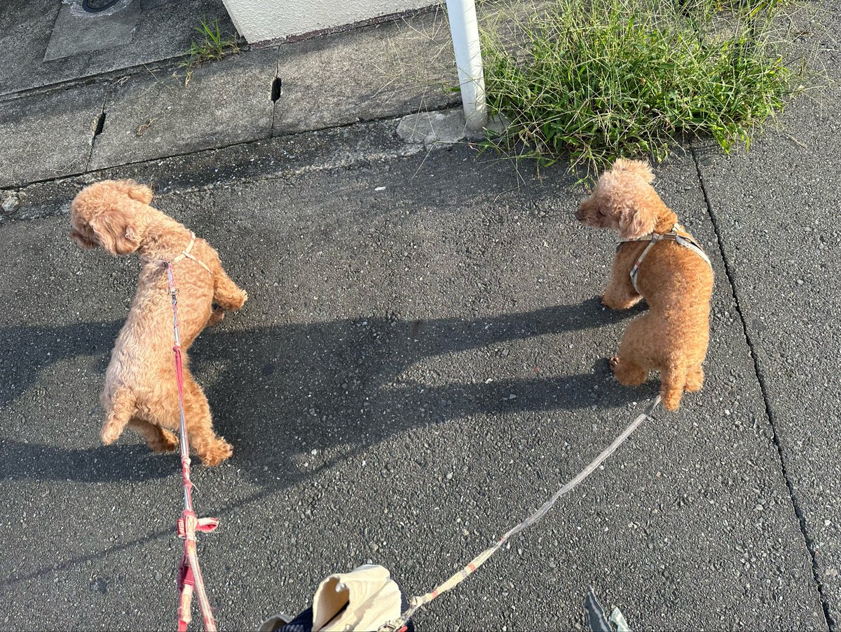copan_fn's tweet photo. お休みなので朝のんびり散歩してきた🐾
朝の空気が秋全開でこれであと金木犀があれば完璧だなーって思った🍂
いい天気だし気持ちよく家事できそう✨
#トイプードル
#toypoodle https://t.co/9JC4HsoDYs