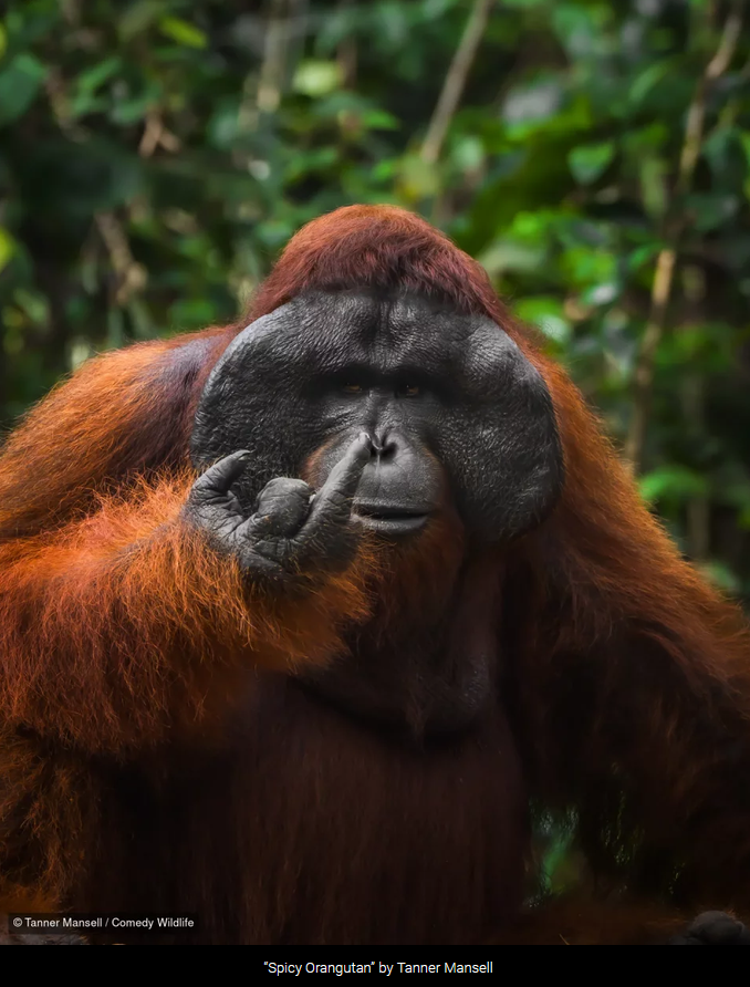 gibbontime's tweet photo. Did you guys see this finalist for the 2026 comedy wildlife photo awards :) spicy orangutan by tanner mansell https://t.co/XDh0SrxufP