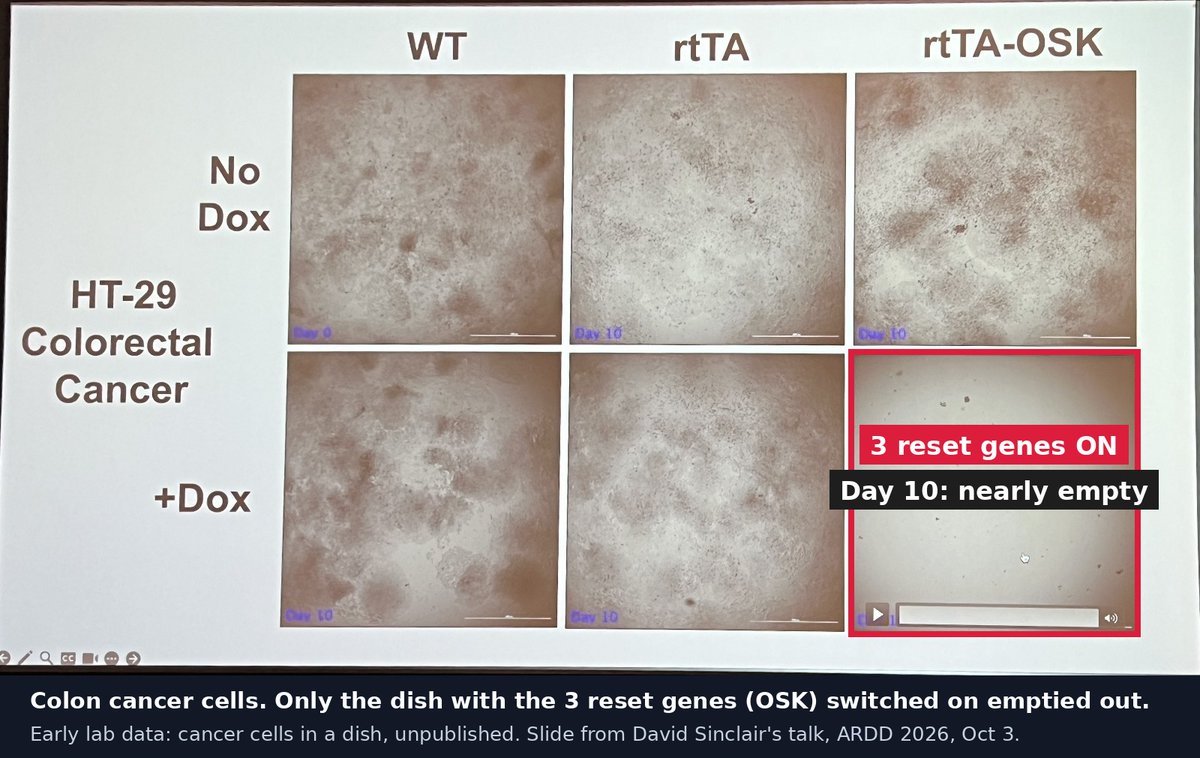 t_recsch's tweet photo. "There is a memory of youth in every cell, even cancer cells." I was in the room at ARDD 2026 as @davidasinclair showed, for the first time in public, his Harvard lab switching on 3 reset genes in colon cancer cells. By day 10, the dish was nearly empty. https://t.co/Ju64aj7XcM