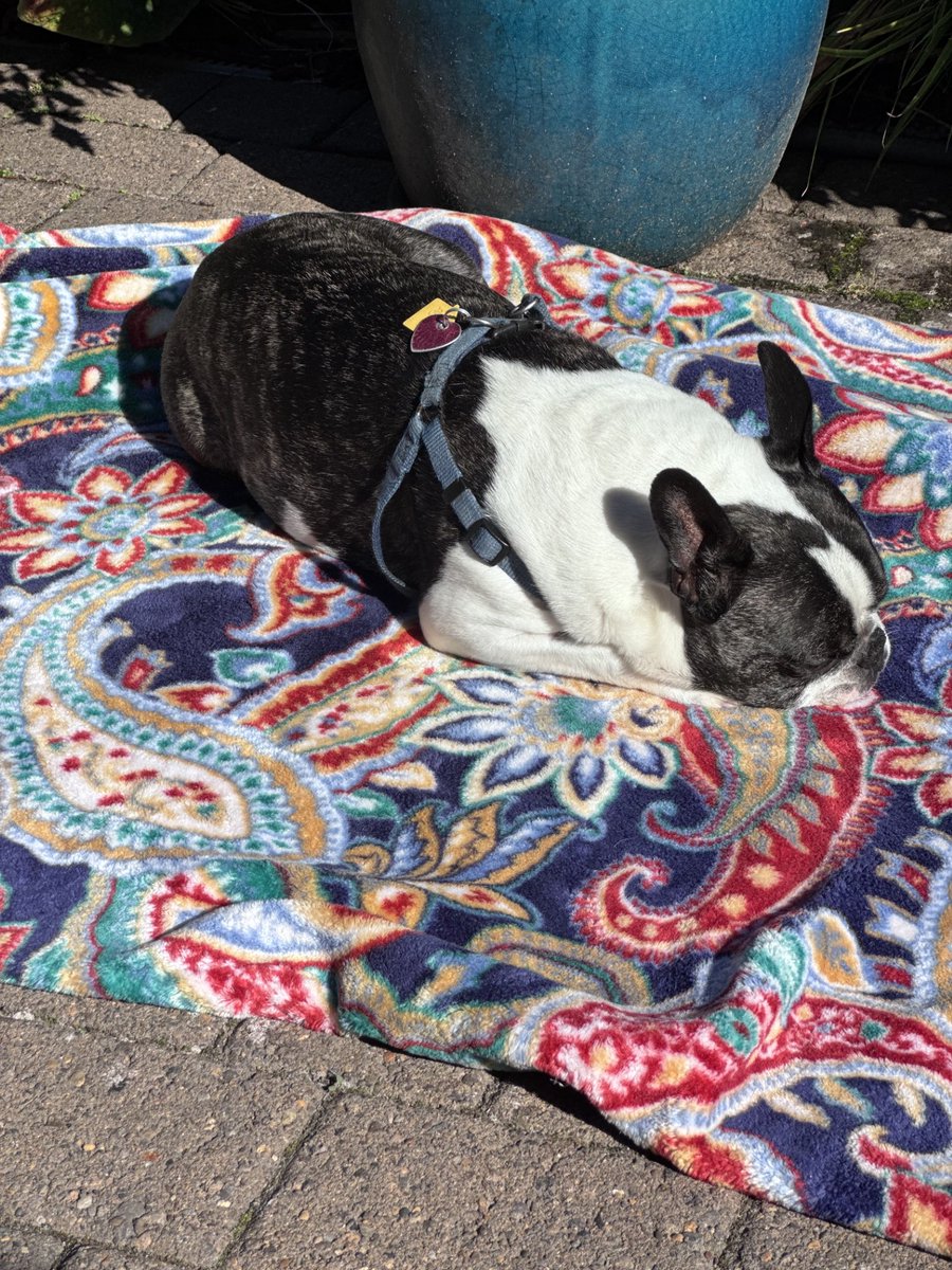 UOHaleyLab's tweet photo. @Aromaticist Thanks - doing WAY better today! Still pooped and lethargic, but no signs of discomfort, unlike the whimpering of yesterday. He's out back enjoying the sun since it is 24 C/75 F here. https://t.co/P5oCRNx9dD