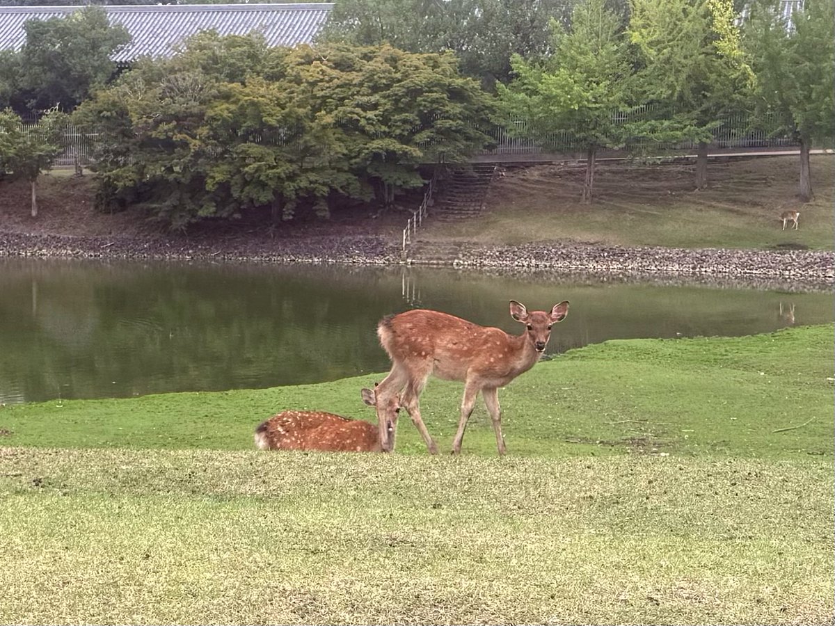 NknsMtyk's tweet photo. 🦌☁️おはようございます🦌👍💪😃
今日は曇り空☁️気温21℃過ごしやすい気温です
今日はこの後9時30分から臓器移植キャンペーンに参加する予定です
今日も元気でよろしくお願いします🙇‍♂️👍💪🦌👌☁️😃 https://t.co/zV2iaFhbAs