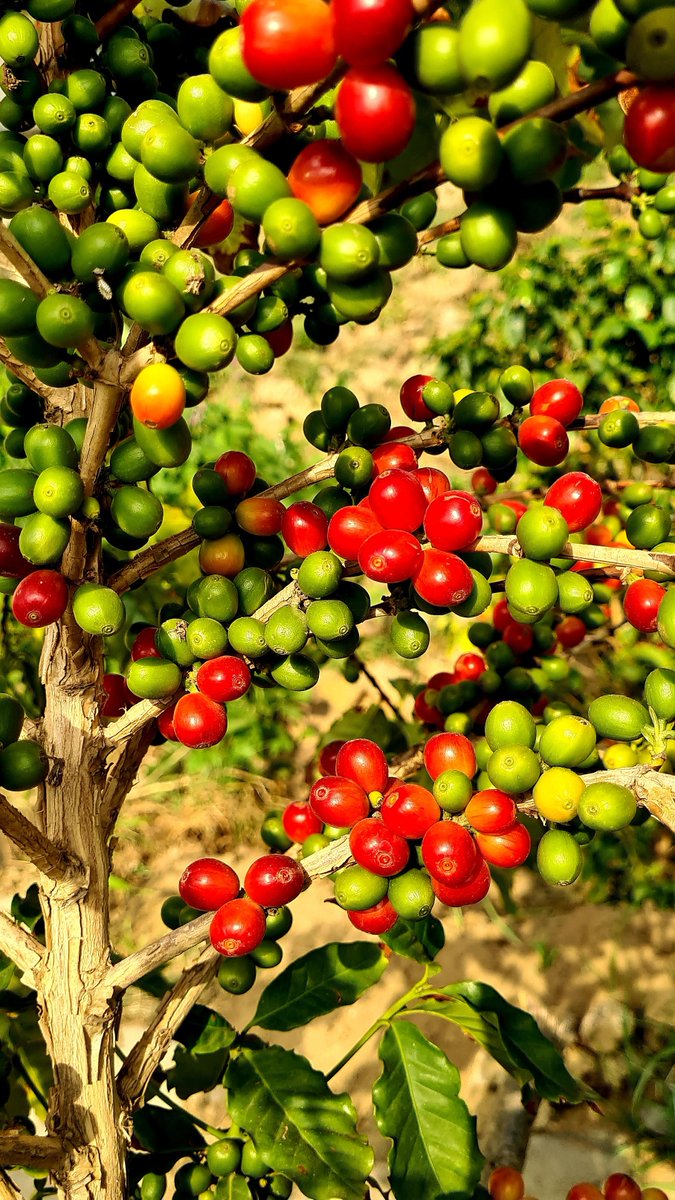 sjf_7's tweet photo. 20 ألف شجرة من #البن_الخولاني_السعودي  اليوم والهدف 100 ألف شجرة بحلول عام 2030

بفضل الله ثم بفضل ما توليه دولتنا المملكة العربية السعودية من اهتمام بإرثها الوطني وما بذلته من جهود أسهمت في تسجيل #البن_الخولاني_السعودي ضمن قائمة التراث الثقافي غير المادي لدى اليونسكو بدأنا رحلتنا من جبال فيفاء بجبال #سراة_خولان السعودية موطن البن الخولاني السعودي برؤية واضحة أن نستثمر في أرضنا ونوسع في زراعة البن الخولاني السعودي ونحول هذا الإرث الزراعي إلى مشروع مستدام يحمل هوية المكان 
وبفضل الله أصبحت مزرعتنا اليوم من أوائل مزارع البن في جبال فيفاء التي تصل إلى 20 ألف شجرة بن خولاني سعودي منها 15 ألف شجرة منتجة إضافة إلى 5 آلاف شجرة ستدخل مرحلة الإنتاج خلال عام 2027 بإذن الله ونهدف ان نصل ل100 شجرة بن بحلول عام 2030 .