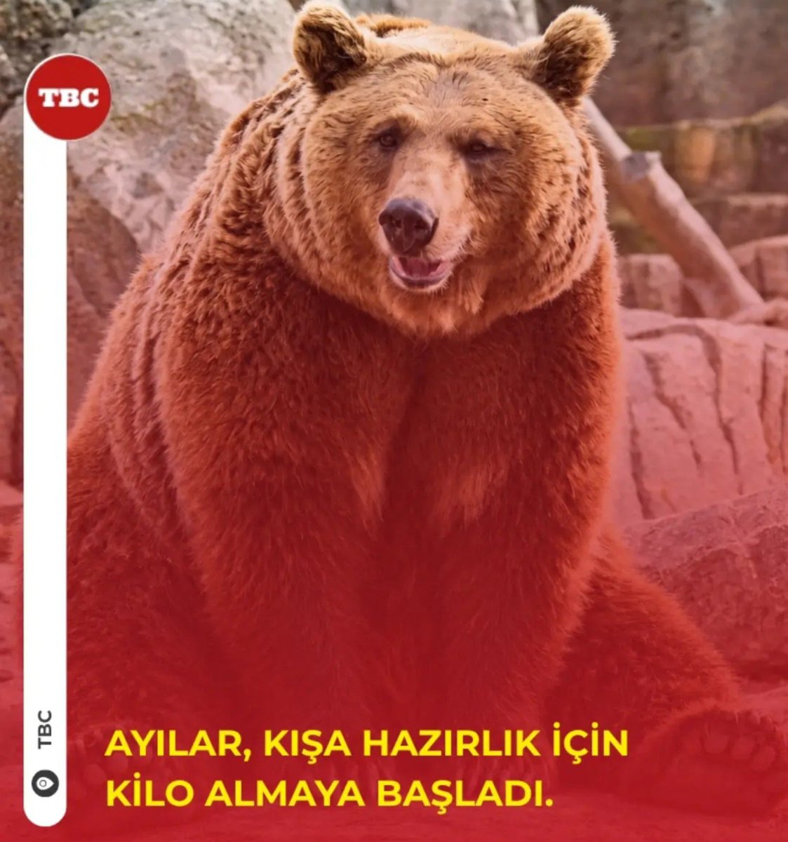 _pac_mannn's tweet photo. ayı olduğumu fark ettim https://t.co/fJXQuDteOB