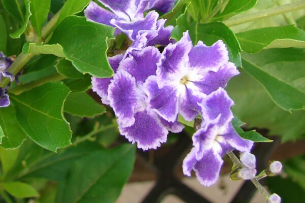 PYC_JFT's tweet photo. おはようございます 

10/4(日) 今日の誕生花

デュランタ･タカラヅカ
花言葉：あなたを見守りたい

ずっと大好きなあなたのそばにいさせてもらえますように🍀🍀 https://t.co/BUrjsOJaHR