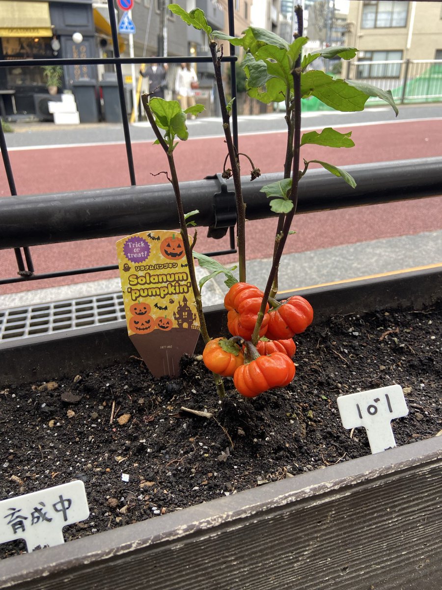 JunInoue20's tweet photo. グッモー✌️道端にも小さな愛が“道(満ち)“溢れてます♪これ分かります？何と生モノのミニカボチャ🎃♪こんなに小さいカボチャ初めて見ました。そういえば今月末はハロウィンですね。仮装する方は、今年はどんな仮装で皆さんを、驚ろ“かそう(仮装)“と考えてるのかな？迷惑かけない楽しいイベントをね♪🤗 https://t.co/2FjQhw9IQv