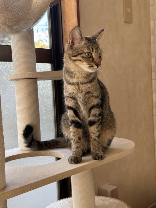 A tabby cat sitting alertly on a beige cat tree next to a window.