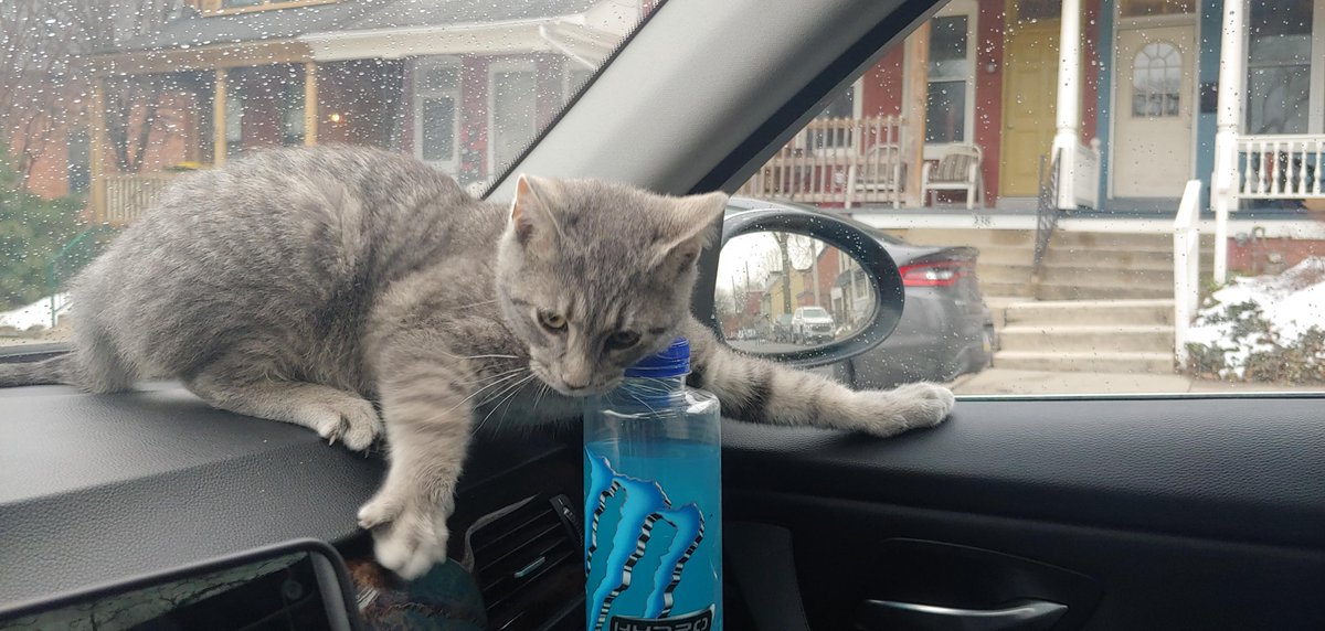 DevinScottPromo's tweet photo. Atlas
Time is so cruel. Ill forever miss you buddy. You were the best. My boy.. my kitten. I love you Atlas. I'm sorry.
2018-2026
You have way too many funny pictures to share, and no one will even see this, but thanks for many years of love and so rolly. I really will miss you. https://t.co/hF9Jv9yEbj