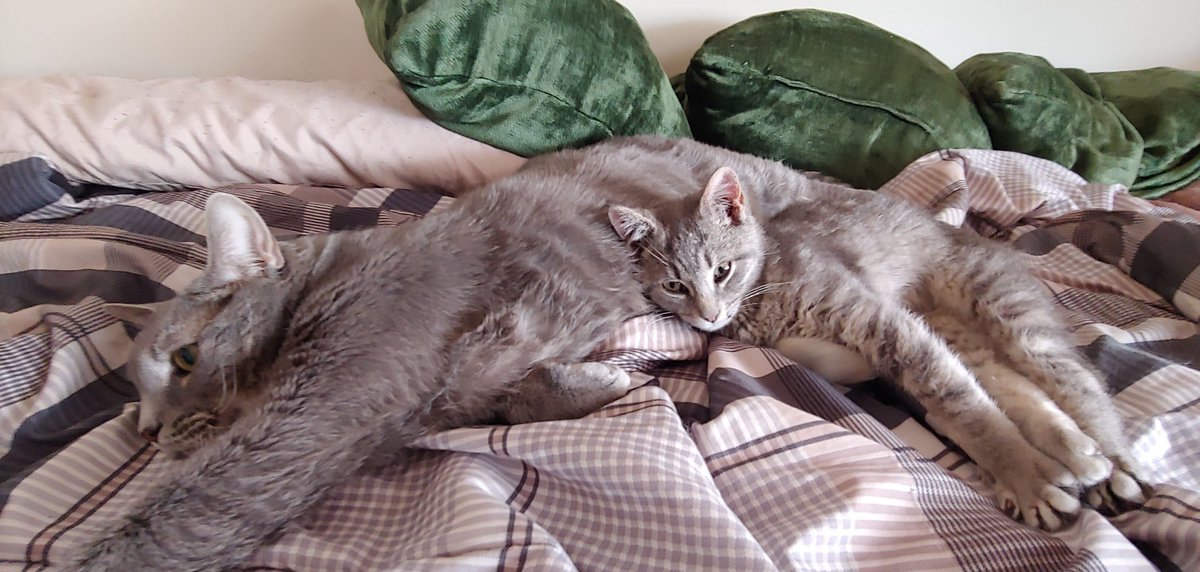 DevinScottPromo's tweet photo. Atlas
Time is so cruel. Ill forever miss you buddy. You were the best. My boy.. my kitten. I love you Atlas. I'm sorry.
2018-2026
You have way too many funny pictures to share, and no one will even see this, but thanks for many years of love and so rolly. I really will miss you. https://t.co/hF9Jv9yEbj