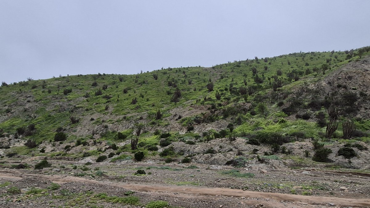 MarceZaragoza84's tweet photo. El desierto floreció,  es toda una experiencia ver el paisaje y oír las aves. 
Que maravilla es la naturaleza.
( Segunda región Antofagasta ) https://t.co/hvLwDl9ohP