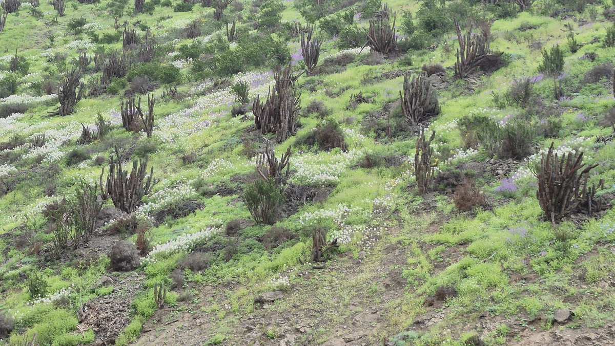 MarceZaragoza84's tweet photo. El desierto floreció,  es toda una experiencia ver el paisaje y oír las aves. 
Que maravilla es la naturaleza.
( Segunda región Antofagasta ) https://t.co/hvLwDl9ohP