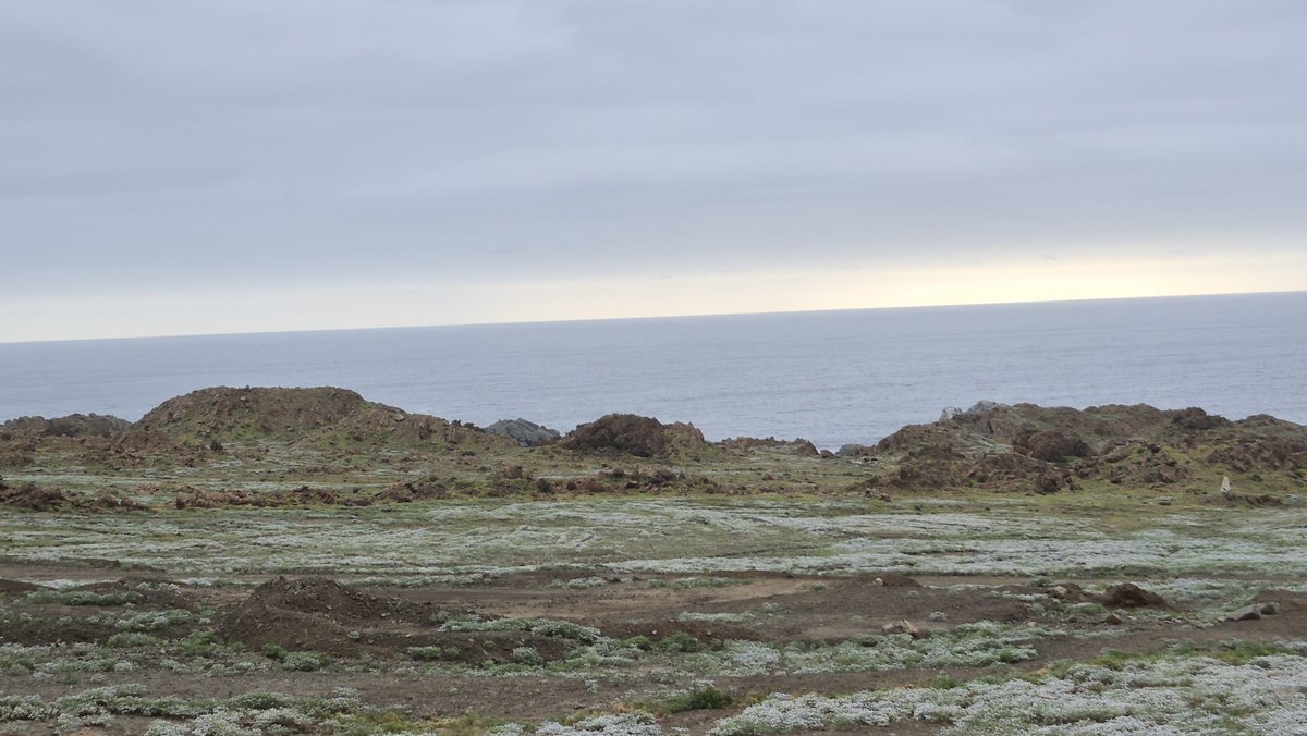 MarceZaragoza84's tweet photo. El desierto floreció,  es toda una experiencia ver el paisaje y oír las aves. 
Que maravilla es la naturaleza.
( Segunda región Antofagasta ) https://t.co/hvLwDl9ohP