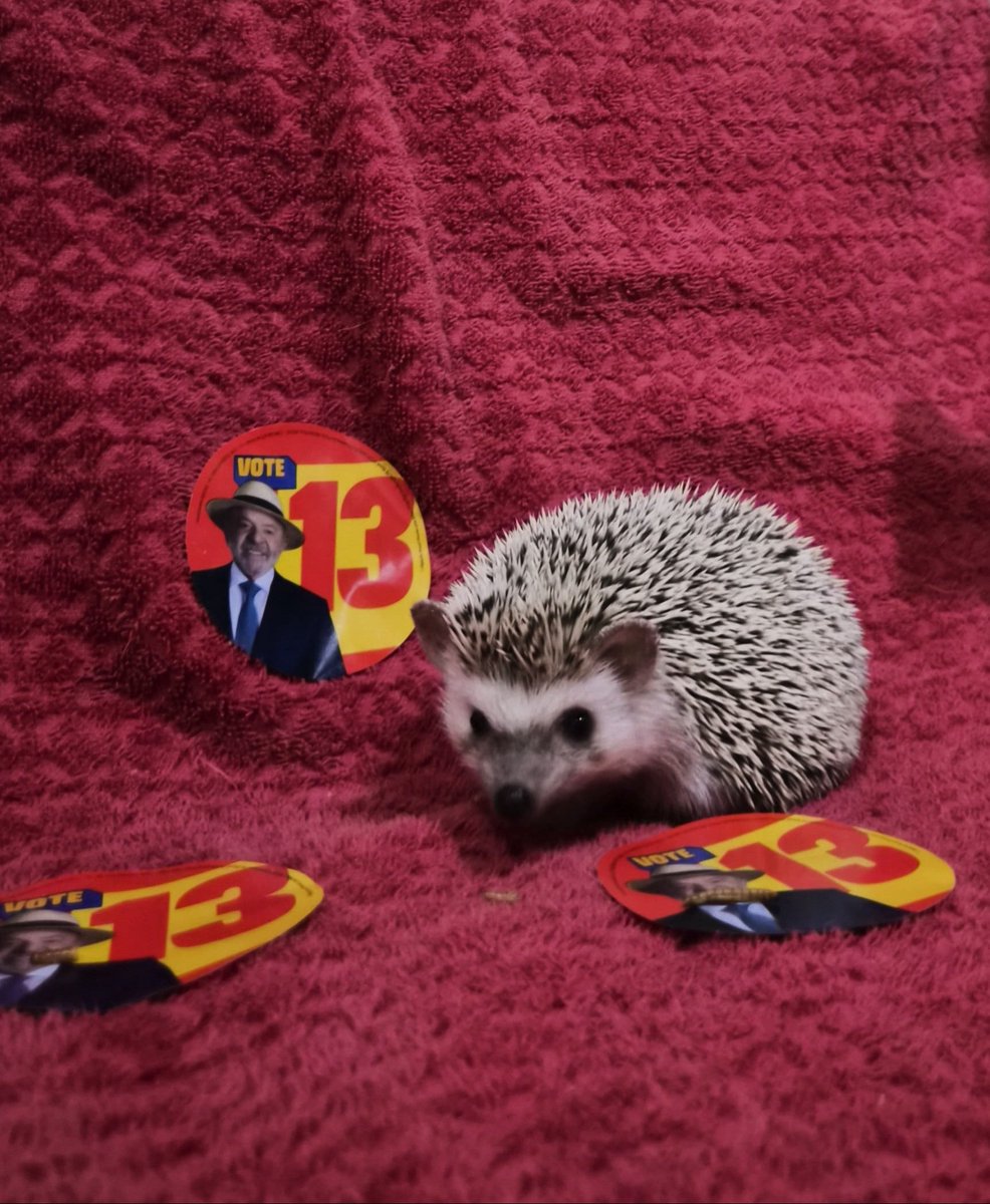 belledeapjour's tweet photo. OURIÇOS COM LULA!!!! https://t.co/uknkJjARWx