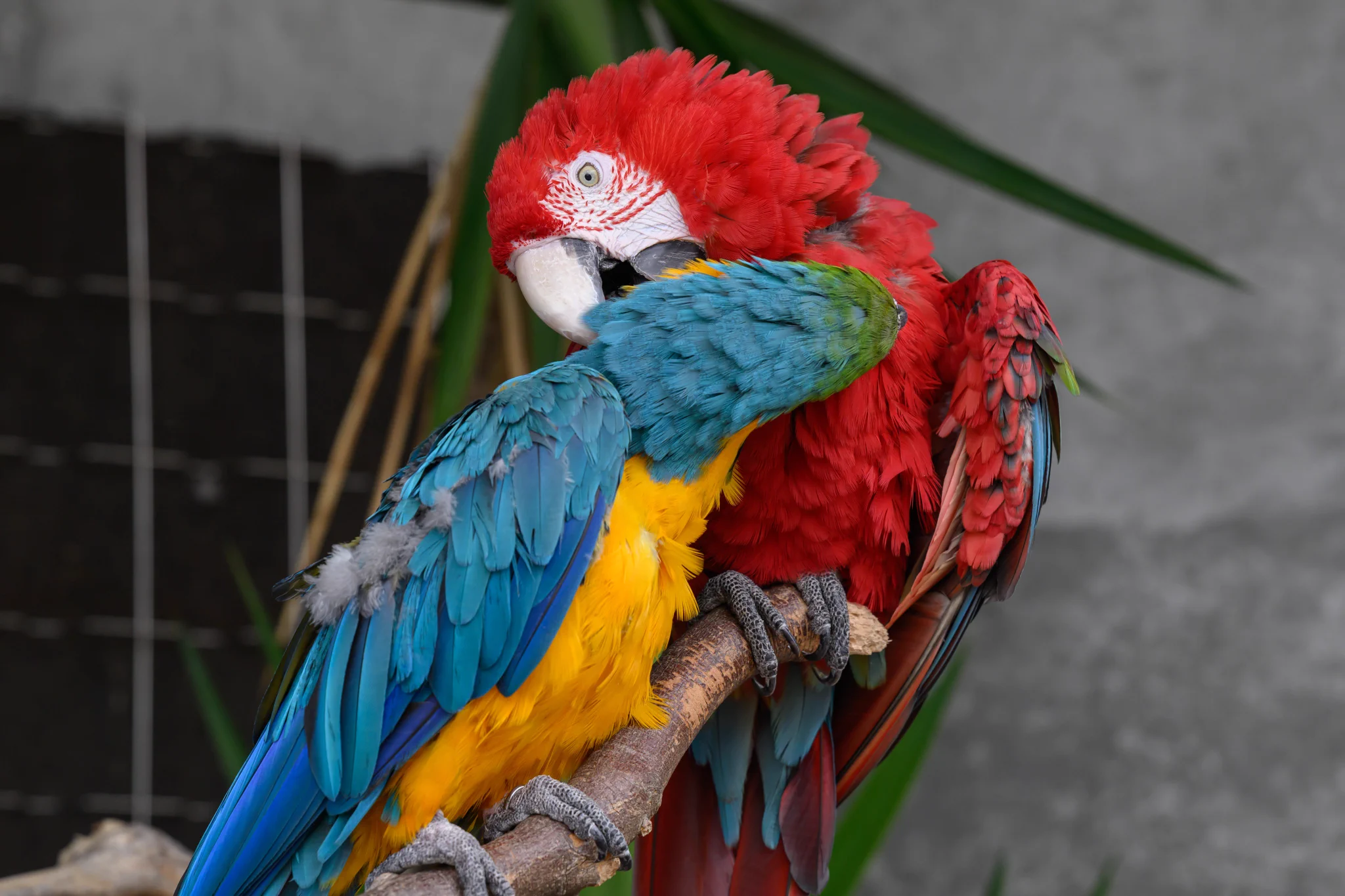 #希少種-ベニコンゴウインコ・ルリコンゴウインコ 樹脂製オブジェ 2体セット ぱんだまんち on X: 