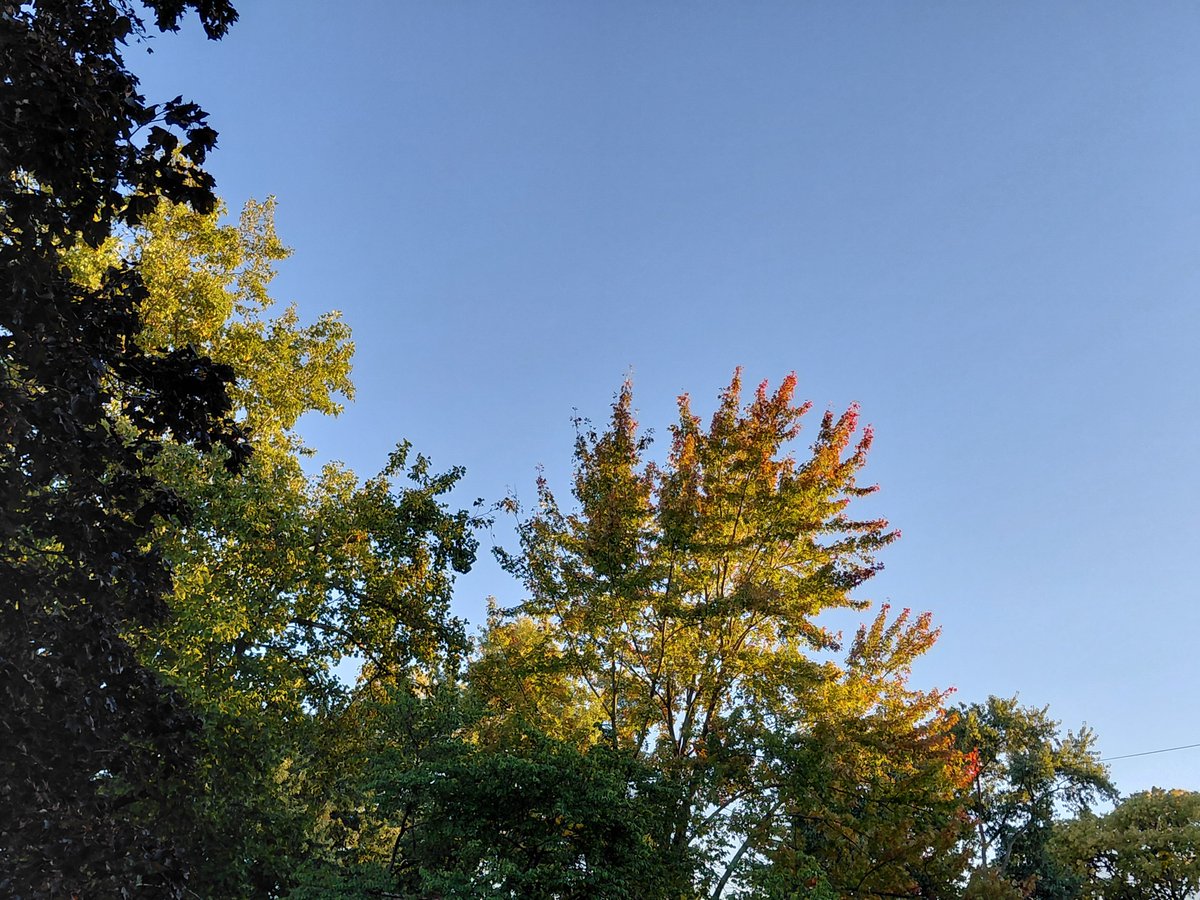 ohiohank's tweet photo. Color in some neighborhood trees #MyFrontDoor https://t.co/plEu5JawR0