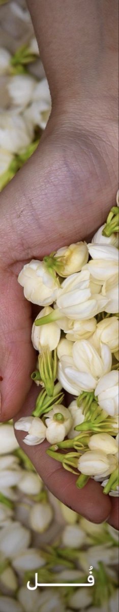 barbodali20's tweet photo. ثقافة الفل 🌸
#هذه_جازان https://t.co/zuLGtVicjZ