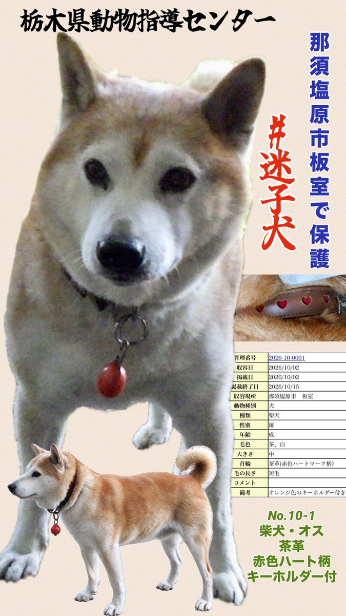 gollfe's tweet photo. 🍀#迷子犬
🆘栃木県動物愛護指導センター🆘

那須塩原市板室で柴犬のオスが保護

特徴的な首輪やキーホルダーに見覚えはありませんか
飼い主様のお迎えに繋がるよう、広く情報を共有してください🙏🏻🍀

🔹No.10-1
🔹柴犬・オス・茶白・中型
🔹茶革の首輪（赤色ハートマーク柄）
🔹オレンジ色のキーホルダー付き
🔸10/2 那須塩原市板室で収容
♦️掲載終了 10月15日

まずは飼い主様のお迎えを。
万が一お迎えがない場合は、個人譲渡から新しい家族へ繋がりますように🙏🏻🍀

🍀飼い主様へ⬇️
https://t.co/X1v2JCExVs
🍀個人譲渡⬇️
https://t.co/LaQaMCES2i