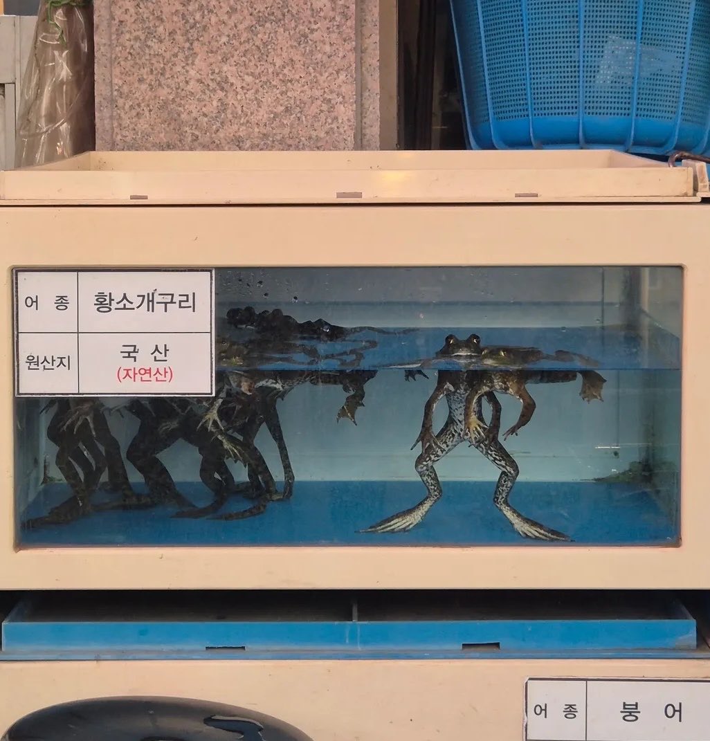 ceolmh3's tweet photo. 우리나라에 황소개구리도 판매 불법 아닌가요?… https://t.co/8BH6We97Rp