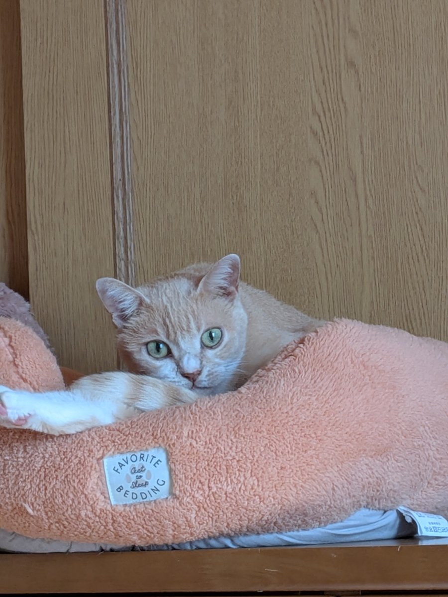 2026neko3's tweet photo. みーちゃん🤣🤣🤣

#猫のいる暮らし
#猫好きさんと繋がりたい https://t.co/4YwLaKgIcL